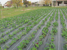 ALBION mulci: agrotextil