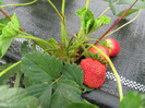 ALBION mulci: agrotextil