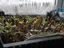 DSCF2747
