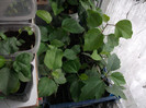 DSCF2762