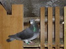 Negru 2006