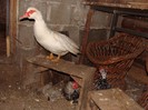 DSC05293