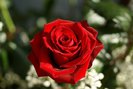 Trandafir Rosu - 2 voturi