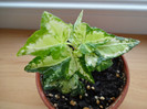 Hedera helix