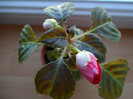 Impatiens walleriana