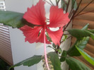 surinam