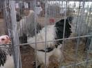DSCF7838