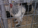 DSCF7847