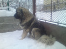 BRUNO 1 AN SI 7 LUNI