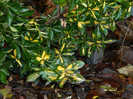 DSCN3971