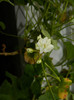 DSCN4005