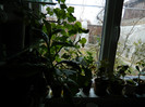 DSCN4009