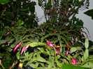 DSCN4011