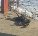 Scuzati indecenta. Barrack la soare