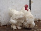 DSCF1296