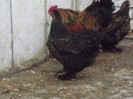 DSCF1366