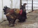 DSCF1367