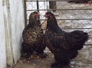 DSCF1369