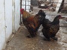 DSCF1372