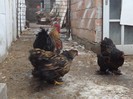 DSCF1375