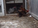 DSCF1384