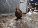 DSCF1386