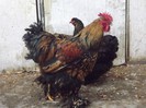 DSCF1395