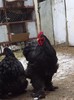 DSCF1294