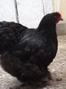 DSCF1546
