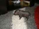 un porc"urias" 7-01- 2012