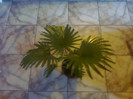 livistona rotundifolia