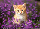 Cats-Wallpapers-