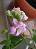 Pink & White Kalanchoe (2013, Jan.10)