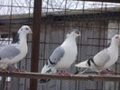 DSC07059