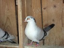 DSC07090