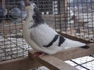 DSC07092