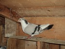 DSC07206