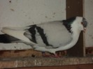 DSC07217
