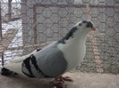 DSC07218