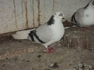 DSC07226