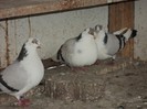 DSC07227
