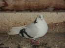 DSC07235