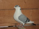 DSC07269