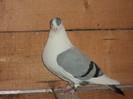 DSC07270