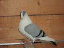 DSC07271