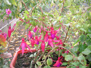 DSCN4247