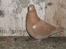 POZE PORUMBEI 012