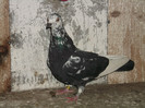 POZE PORUMBEI 014