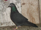 POZE PORUMBEI 018