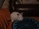 Masc 2 luni